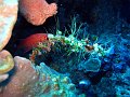  Crystal bay, Nusa Penida