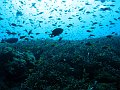  Crystal bay, Nusa Penida