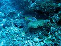 Yellowbanded sweetlips, Crystal bay, Nusa Penida