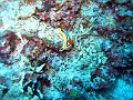  Nudibranch, Crystal bay, Nusa Penida