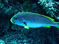  Yellowbanded sweetlips, Crystal bay, Nusa Penida