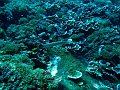  Trumpetfish, Crystal bay, Nusa Penida