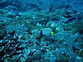  Emperor angelfish, Crystal bay, Nusa Penida
