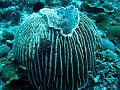  Ped, Nusa Penida