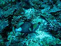  Emperor triggerfish, Ped, Nusa Penida