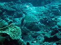  Turtle, Ped, Nusa Penida