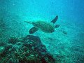  Turtle, Ped, Nusa Penida