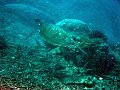  Turtle, Ped, Nusa Penida