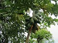  Papaya