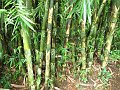  Bamboo plantation