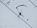  Spideeers....