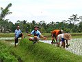  Rice plantation