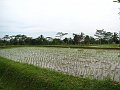  New seeded rice