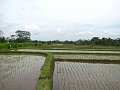  Rice terraces