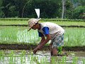  Rice plantation