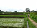  Rice terraces
