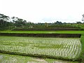  Rice terraces