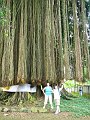  Huge banyan tree