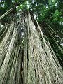  Huge banyan tree