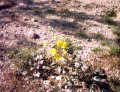  Some yellow flowers were blooming