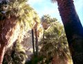  The palms in the oasis gave some shelter from the sun