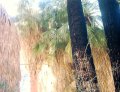  Some of the palms seemed to have been burnt
