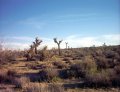  When yucca palms grow big, they become 