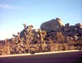  Nice Joshuas by the rocks