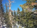  Trees by Chair 9