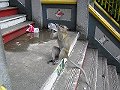  Tourist friendly makake monkey at Batu Caves