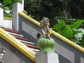  Another makake at Batu Caves
