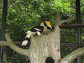  KL Bird Park - Hornbill
