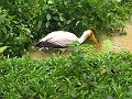  KL Bird Park - nice bird