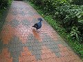  Strange looking fella