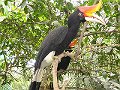 Rhinoceros Hornbill, my favorite!