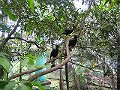  These guys are hanging out in the trees