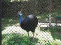  Ohh, I had something bad for breakfast and feel all... well... BLUE!