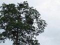  Orang Utang tree nest