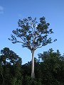  Big tree with orang utang nests