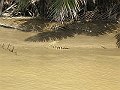  Crocodile on the river bank