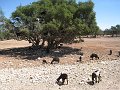  Goats on the road side and up in the argana tree!