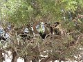  Goats like to eat the argana fruits
