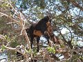  Ever seen a goat in a tree?