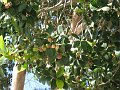  Fruit tree