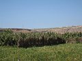  Banana plantations