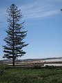  A lonely tree by the beach