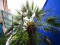  Majorelle Gardens, Marrakech
