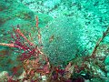  Beautiful soft corals - signature feature of Musandam