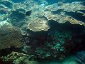  Underwater landscape with hard corals
