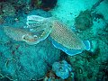  3x cuttlefish